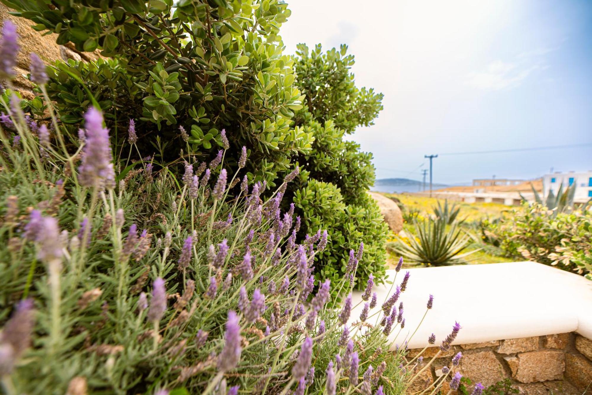 Opus Apartment Agios Stefanos (Mykonos)